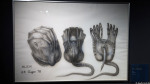 Alien I, Facehugger (1978)