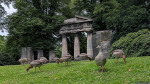 Gänse im Bürgerpark