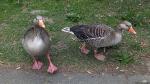 Gänse im Bürgerpark
