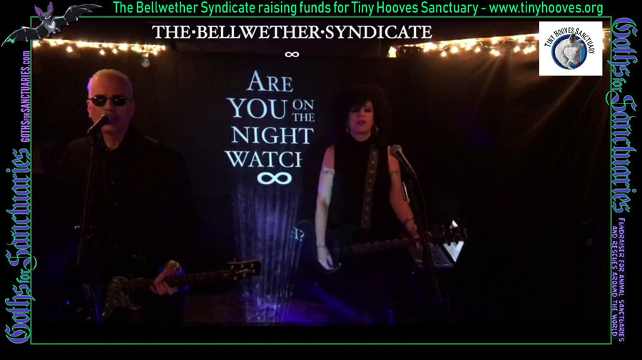 Goths for Sanctuaries: The Bellwether Syndicate